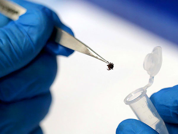Even a part of the parasite can be delivered for analysis - if it has been infected, any of its tissues will make it possible to determine this.