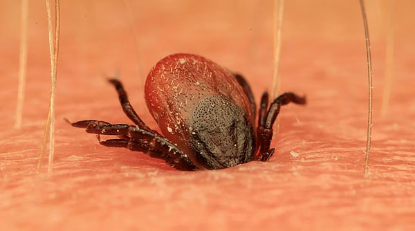 Nutrition is the most important process in the life of a tick, and therefore no dangers can force it to arbitrarily detach itself from the skin and leave the host's body.