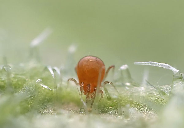 Phytoseiulus เป็นที่รู้จักในด้านความเชี่ยวชาญในการกินไรเดอร์ซึ่งใช้ในการปกป้องพืชทางชีวภาพ