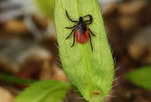 เห็บสุนัข (Ixodes ricinus)