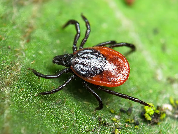 La couleur rougeâtre de la tique a une cuticule molle, qui est capable de s'étirer considérablement lorsque le parasite est saturé de sang.