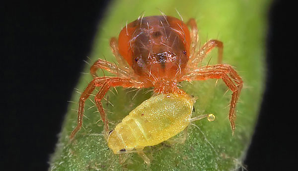 En plus des acariens, le phytoseiulus peut manger des pucerons, des larves de coccides et d'autres ravageurs agricoles.