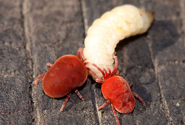 Deux acariens rouges mangent une larve de coléoptère.