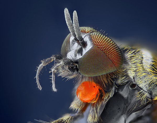 La larve du coléoptère rouge sur le corps de l'hôte est une mouche des fleurs.