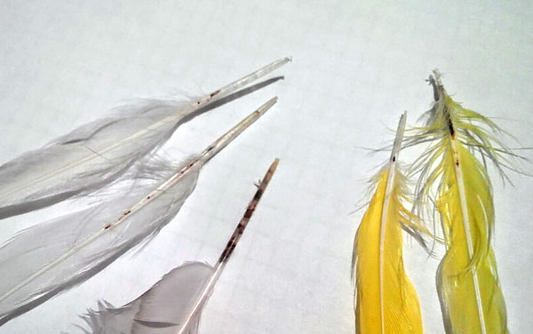 Les acariens des plumes ne causent généralement pas de dommages importants, car les oiseaux perdent des plumes avec eux lorsqu'ils muent.