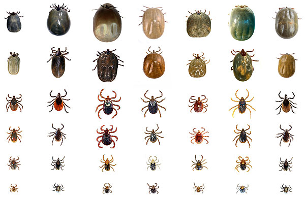 Représentants de différents types de tiques ixodides.