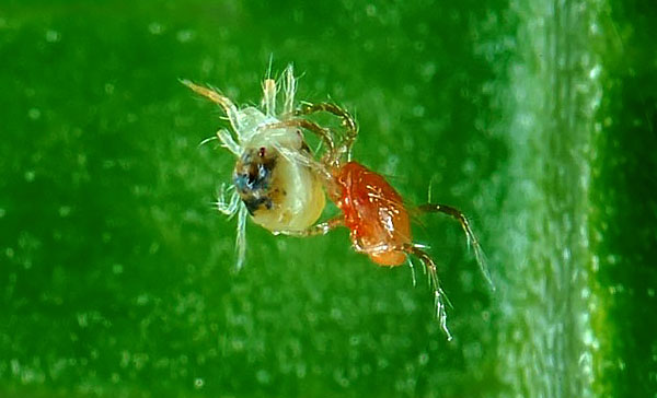Pour pouvoir détruire les tétranyques, les phytoseiulus sont élevés dans des pépinières spéciales, puis relâchés dans les champs et dans les serres.