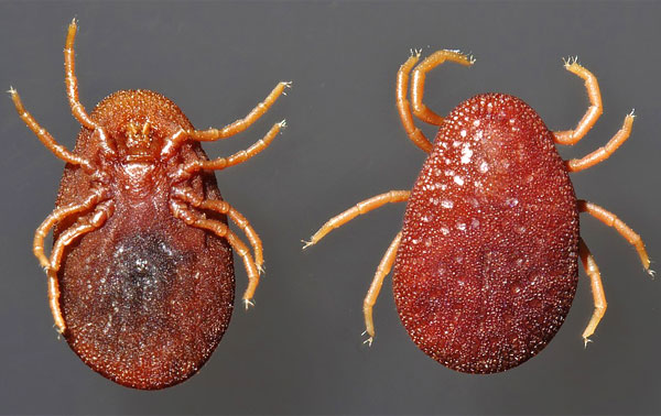 Ces parasites piquent relativement rarement les humains, mais leurs piqûres sont très douloureuses.