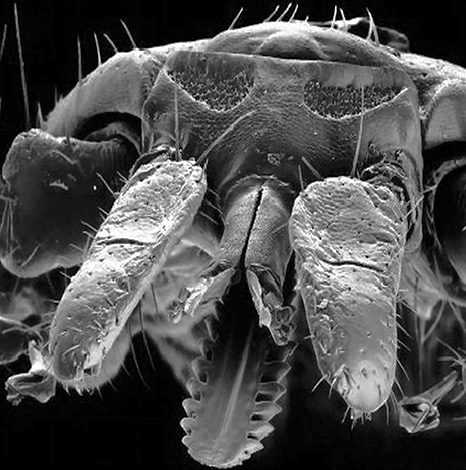 Voici à quoi ressemblent les pièces buccales d'une tique ixodide au microscope électronique.
