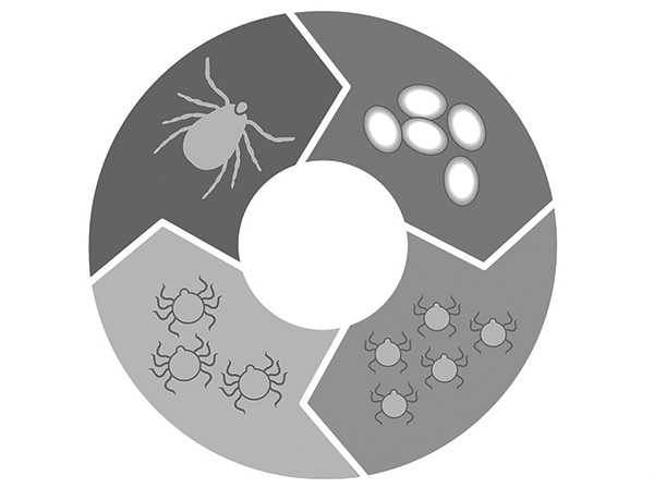 L'image représente schématiquement le cycle de vie des tiques ixodides.