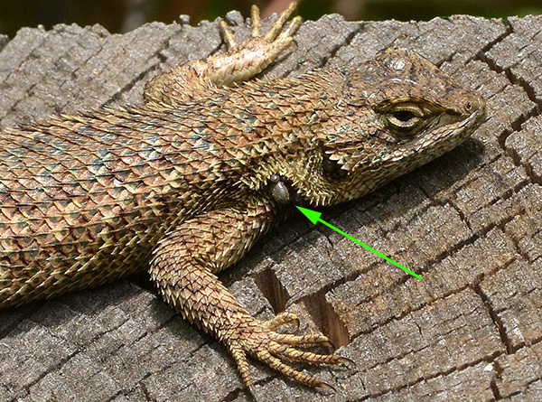 Les Ixodidés sont tout à fait capables de se nourrir de lézards et de grenouilles.