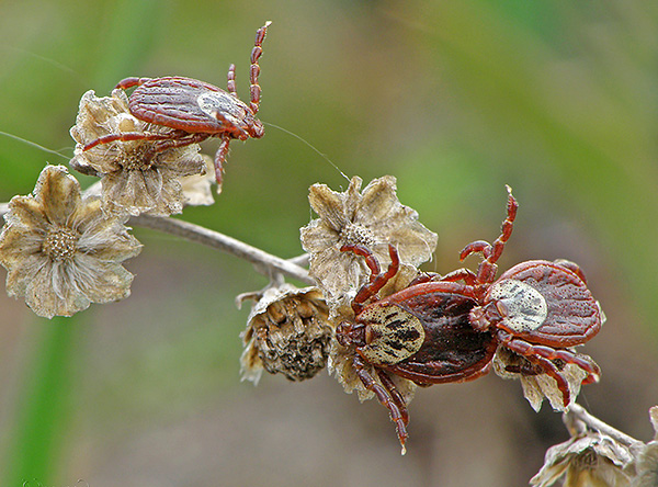Adultes d'Ixodes persulcatus
