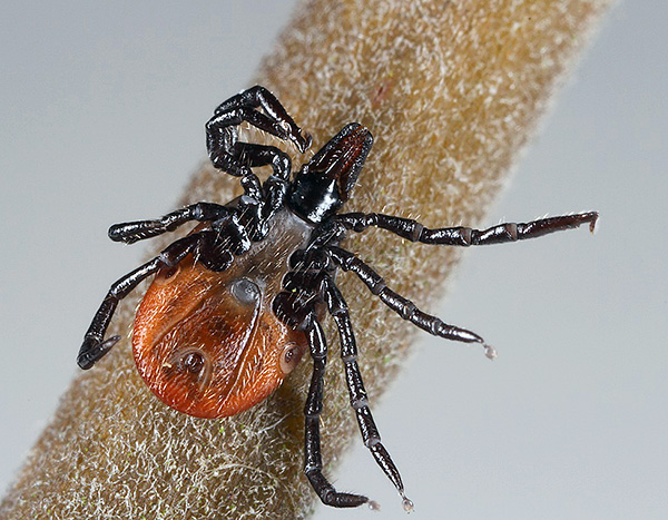 Ixodes ricin