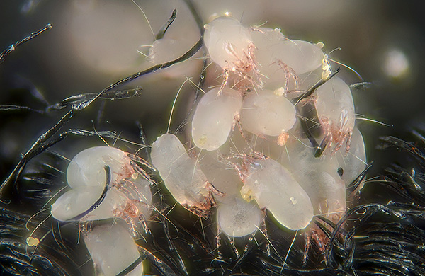 Sulla biologia degli acari della polvere e il loro pericolo per l'uomo...