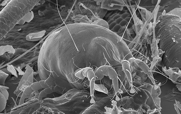 Queste creature sono più sensibili all'umidità interna e più è alta, meglio è per loro.