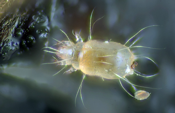 Il principale oggetto alimentare di queste creature sono particelle di pelle umana morta presenti nella polvere domestica.