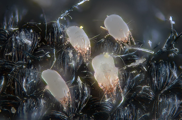 Le feci degli acari della polvere contengono enzimi digestivi che sono forti allergeni per l'uomo.
