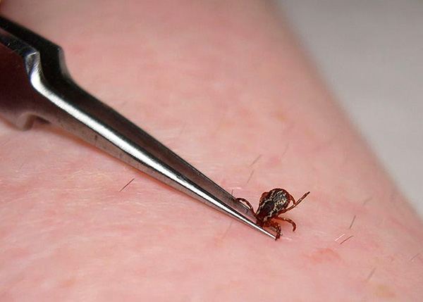 Počas inkubačnej doby kliešťovej encefalitídy je dôležité pozorovať výskyt akýchkoľvek podozrivých príznakov - o tom budeme hovoriť ďalej ...