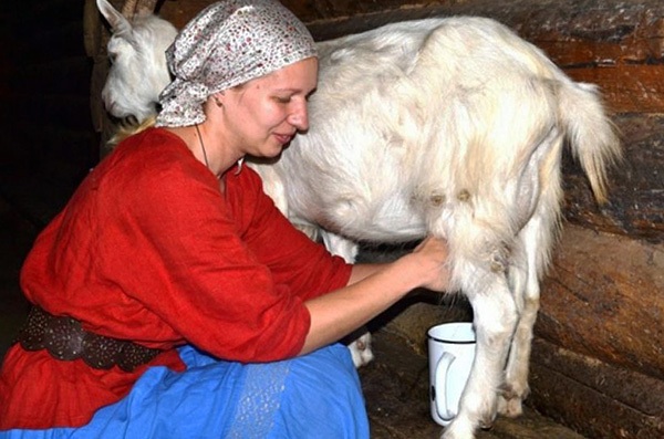 Infekcia TBE sa môže vyskytnúť aj pri konzumácii surového kozieho alebo kravského mlieka.