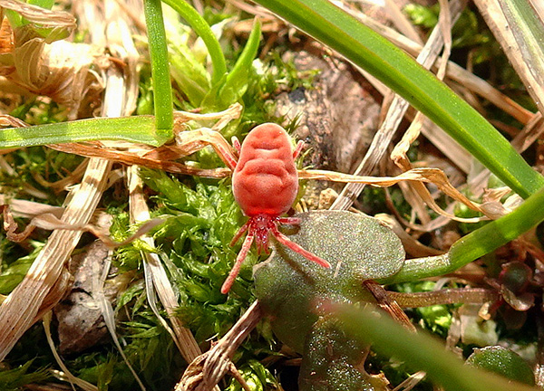 קרציה ממשפחת ה-Trombidiidae בעשב.