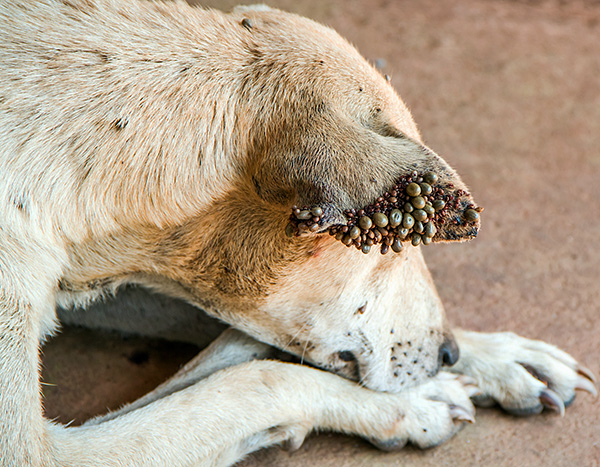 Avec un grand nombre de parasites sur le territoire, ils sont capables d'attaquer massivement les animaux, y compris domestiques.
