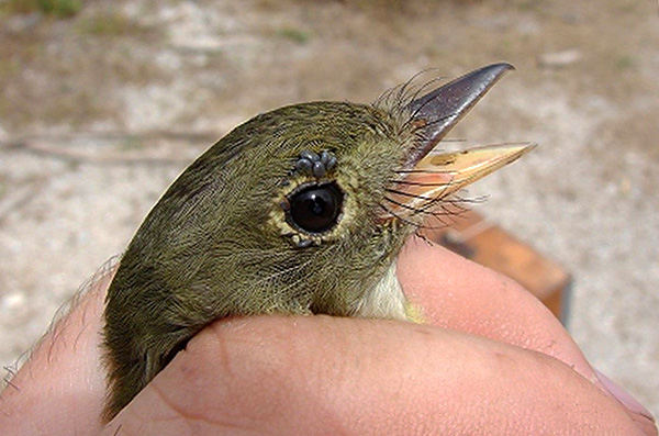 Les larves d'Ixodes ricinus se nourrissent activement d'oiseaux et de petits rongeurs.