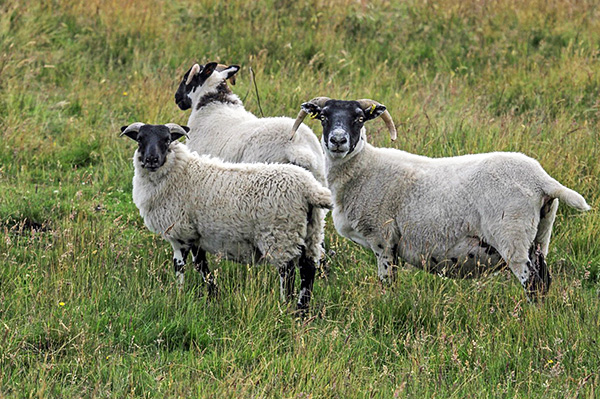 L'encéphalite écossaise affecte principalement les moutons et peut être transmise à l'homme par la piqûre d'une tique de chien.