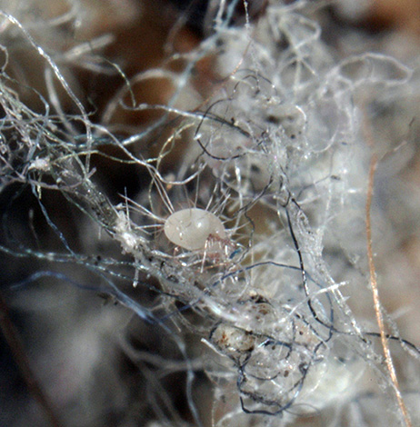 קרדית שעירה Glycyphagus domesticus