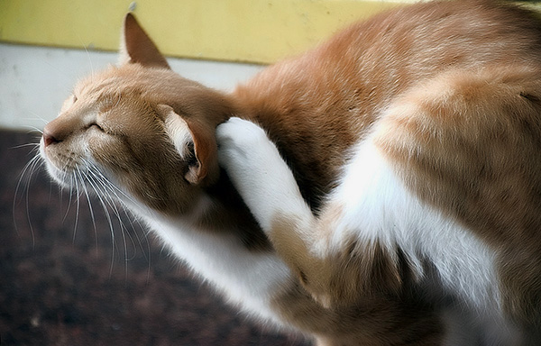 A sick animal gradually spreads the ear mite and its eggs throughout the apartment.