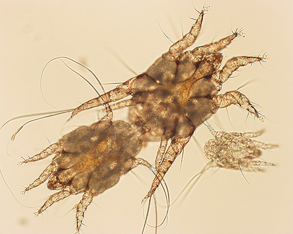 Mating ear mites.