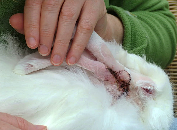 Rabbits are highly prone to otodectosis.