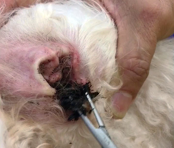 Gradually, a viscous brown mass forms a plug in the ear canal in sick animals.