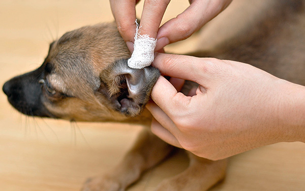 After softening the impurities in the ear, they are removed with gauze or a cotton swab.