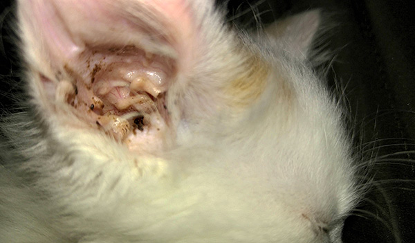 Heavy brown discharge from the ears of a cat or dog may indicate that the pet has an ear mite.