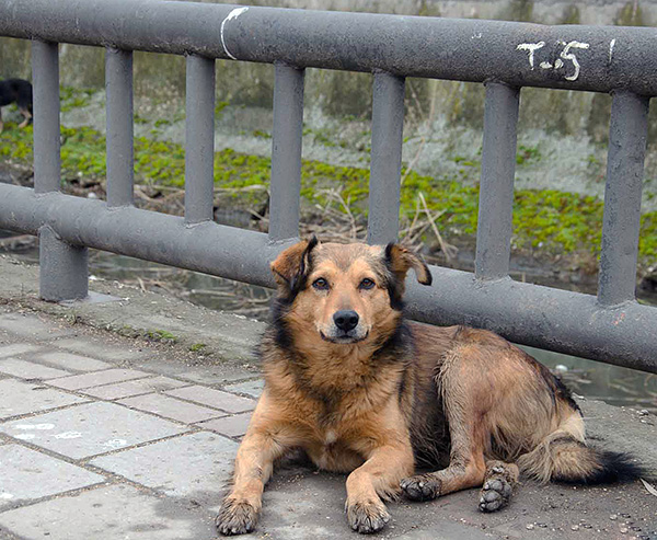 The main way to prevent infection with ear mites is to limit contact with stray animals.
