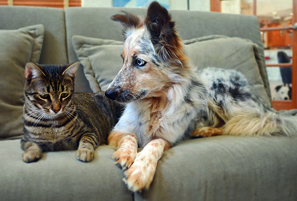 In addition to treating a pet for otodectosis, it is also important to process the entire apartment.