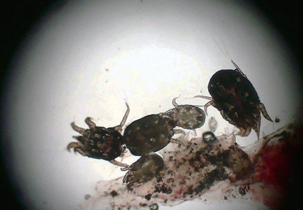 The mites that cause ear scabies are typical parasites.