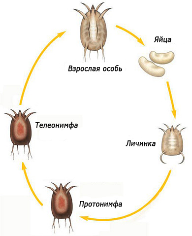 The picture shows the life cycle of an ear mite.