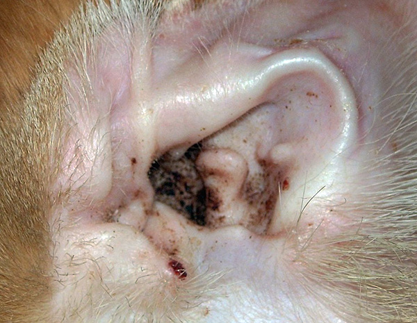 Discharge from the ears of a pet with otodectosis can cause allergic reactions in humans.