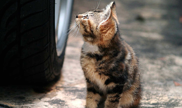 As a rule, infection occurs when the parasite is transmitted from stray cats and dogs.