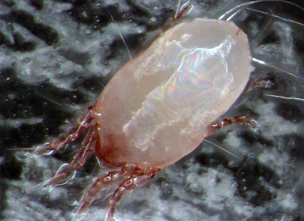 כך נראית קרדית האבק Dermatophagoides pteronyssinus תחת מיקרוסקופ אופטי.
