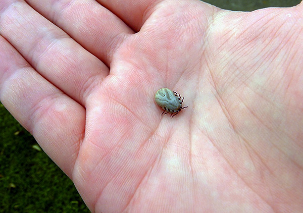 Mesmo um carrapato morto é adequado para a análise de sua infecção com o vírus TBE e o agente causador da doença de Lyme.