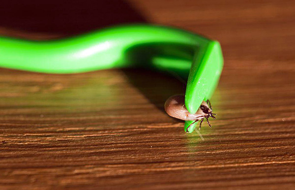Como regra, basta girar o parasita em torno de seu eixo várias vezes para que ele se afaste de sua presa.