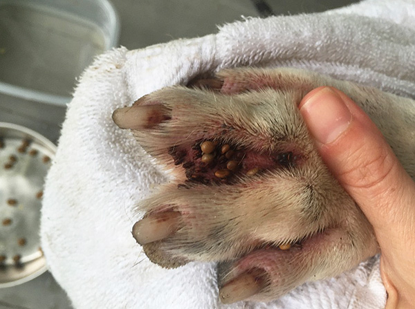 A foto mostra claramente muitos carrapatos entre os dedos do cachorro.