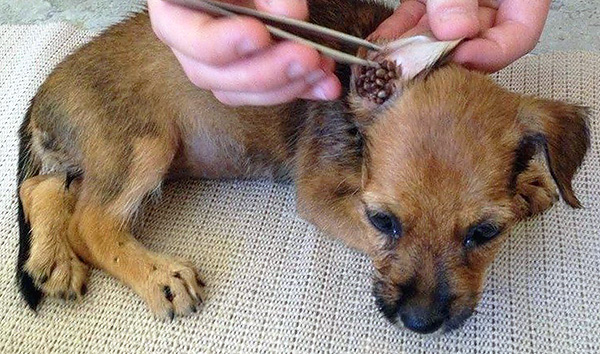 Parasitas no ouvido de um animal de estimação.