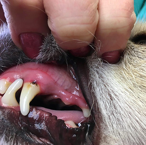 Carrapato grudado na gengiva do cachorro