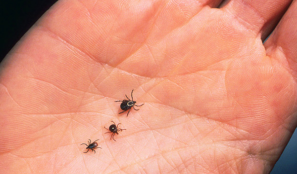 Pessoas que, pela natureza de suas atividades, passam muito tempo na natureza, costumam tirar vários carrapatos por dia.