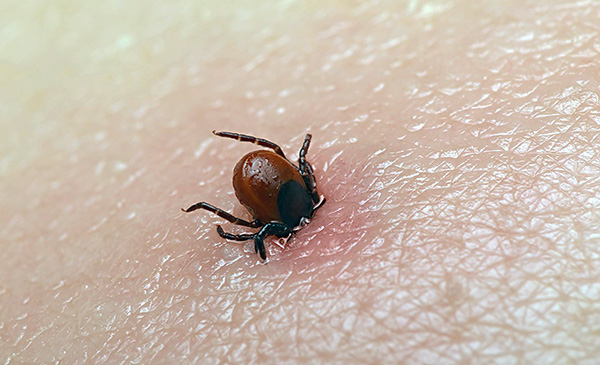 Como sugador de sangue, a cabeça do carrapato pode ficar completamente sob a pele.