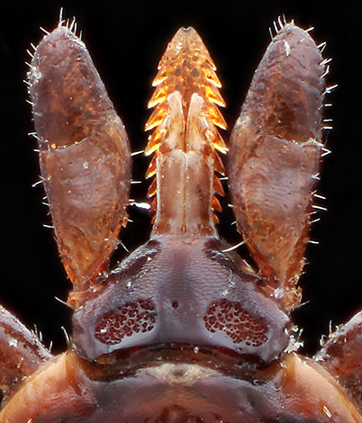 É assim que um gnatossoma de carrapato ixodídeo se parece ao microscópio.