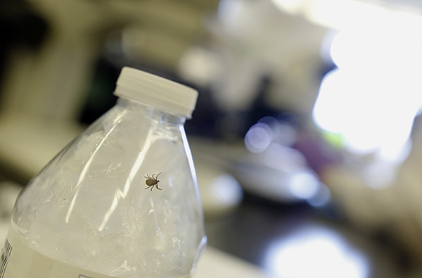 Il est préférable de livrer une tique entière et vivante pour analyse, mais même des fragments du parasite conviennent tout à fait.